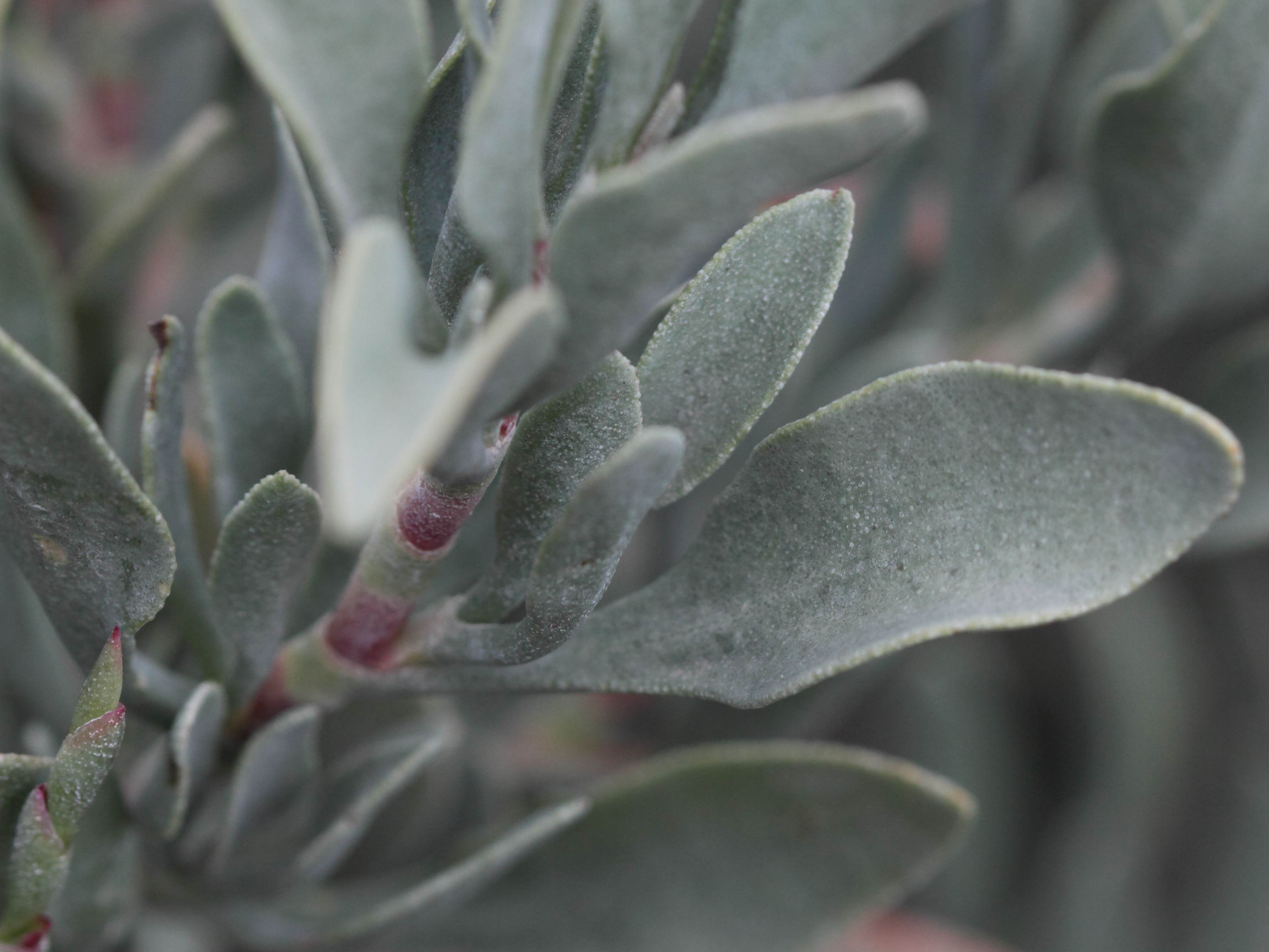 Afficher le média limoniastrum_monopetalum6bd limoniastrum_monopetalum6bd