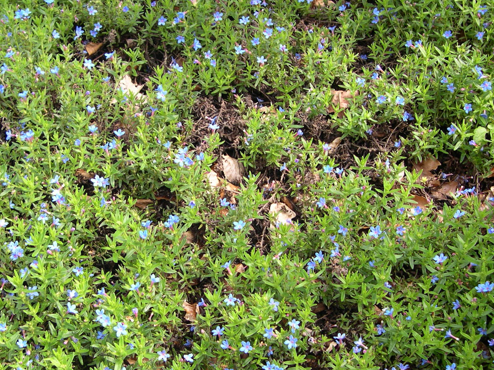 lithodora_prostrata1md