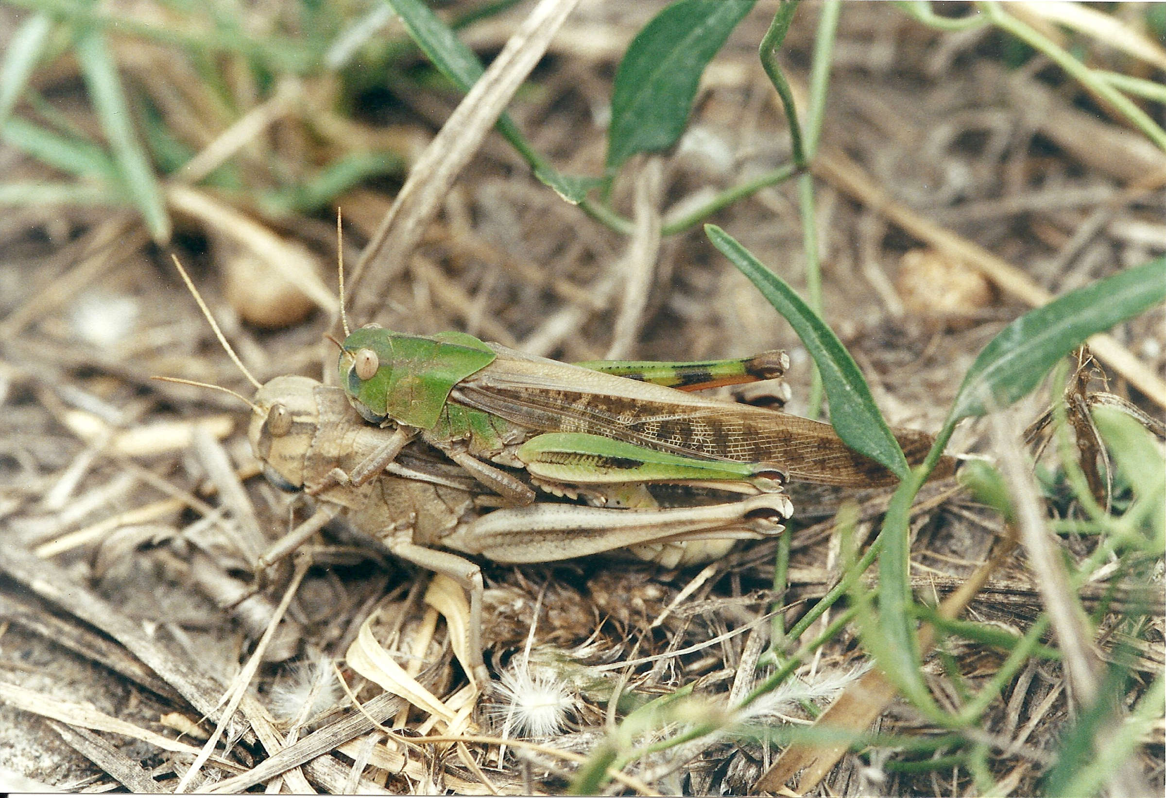 Locusta_migratoria2MD