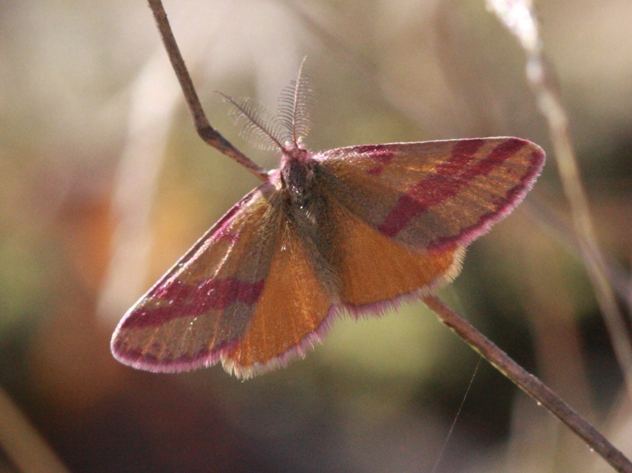 lythria_cruentaria4bd