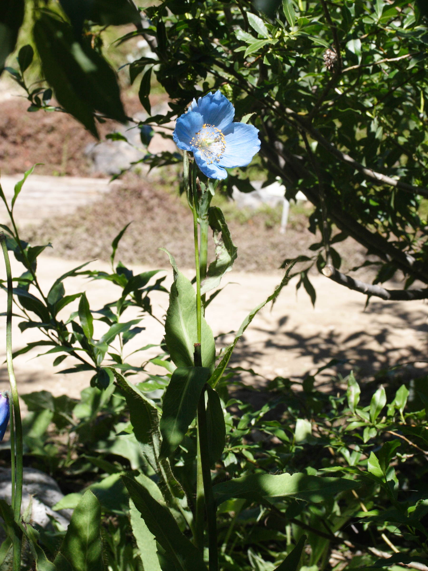 Afficher le média meconopsis_grandis1md meconopsis_grandis1md