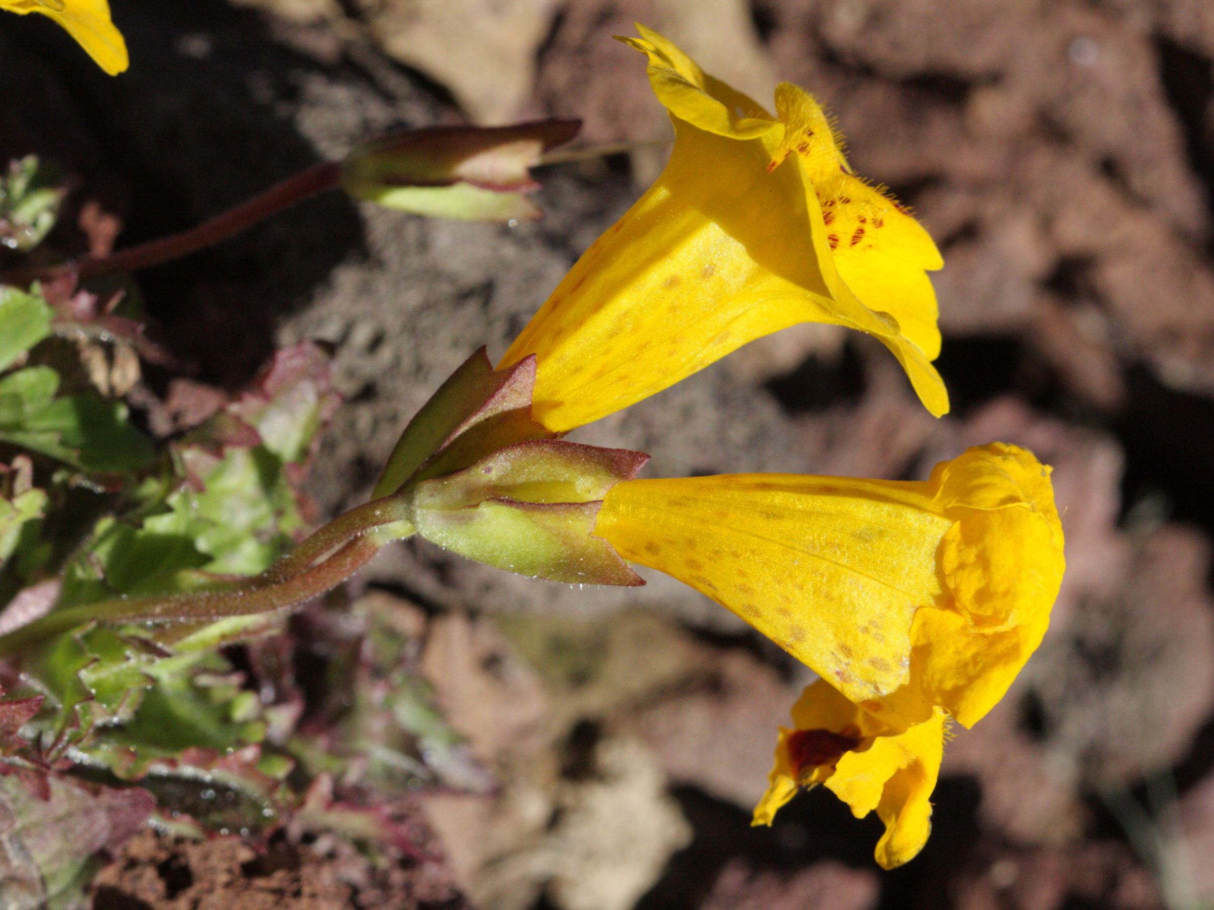 mimulus_depressus3bd