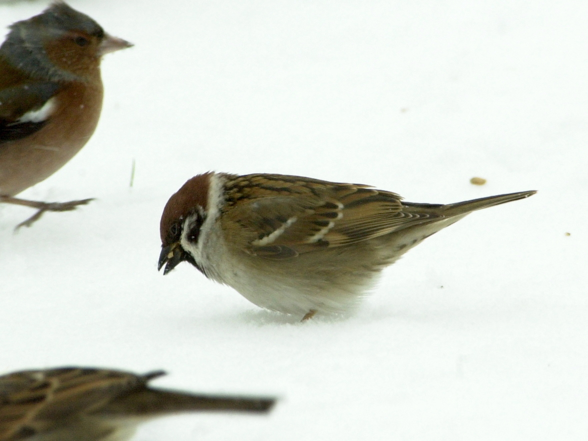 moineau_friquet_-_passer_montanus4md