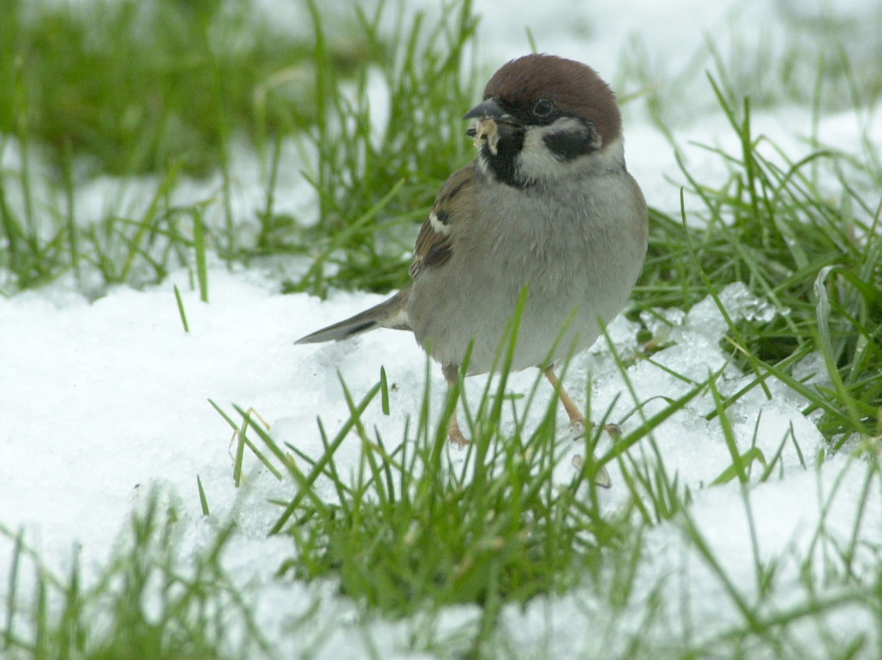 moineau_friquet_-_passer_montanus5bd