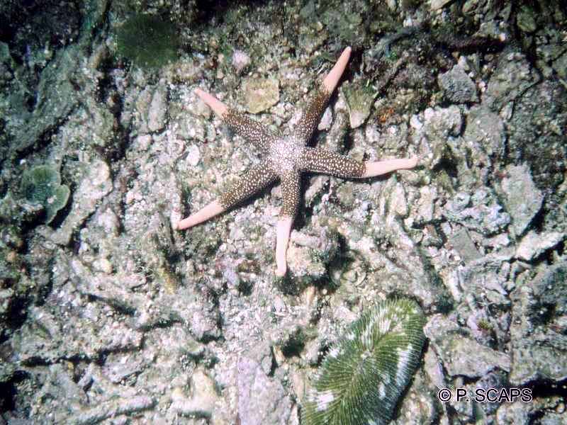 Afficher le média nardoa_novaecaledoniae1ps nardoa_novaecaledoniae1ps