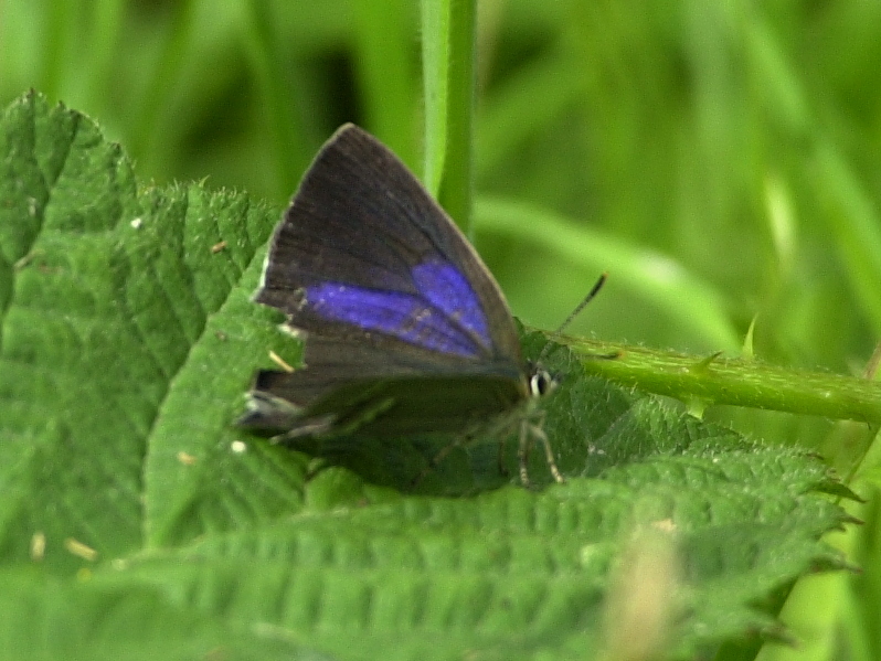 neozephyrus_quercus1md