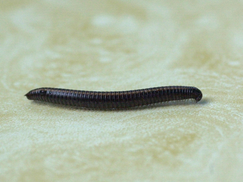 ommatoiulus_sabulosus2md