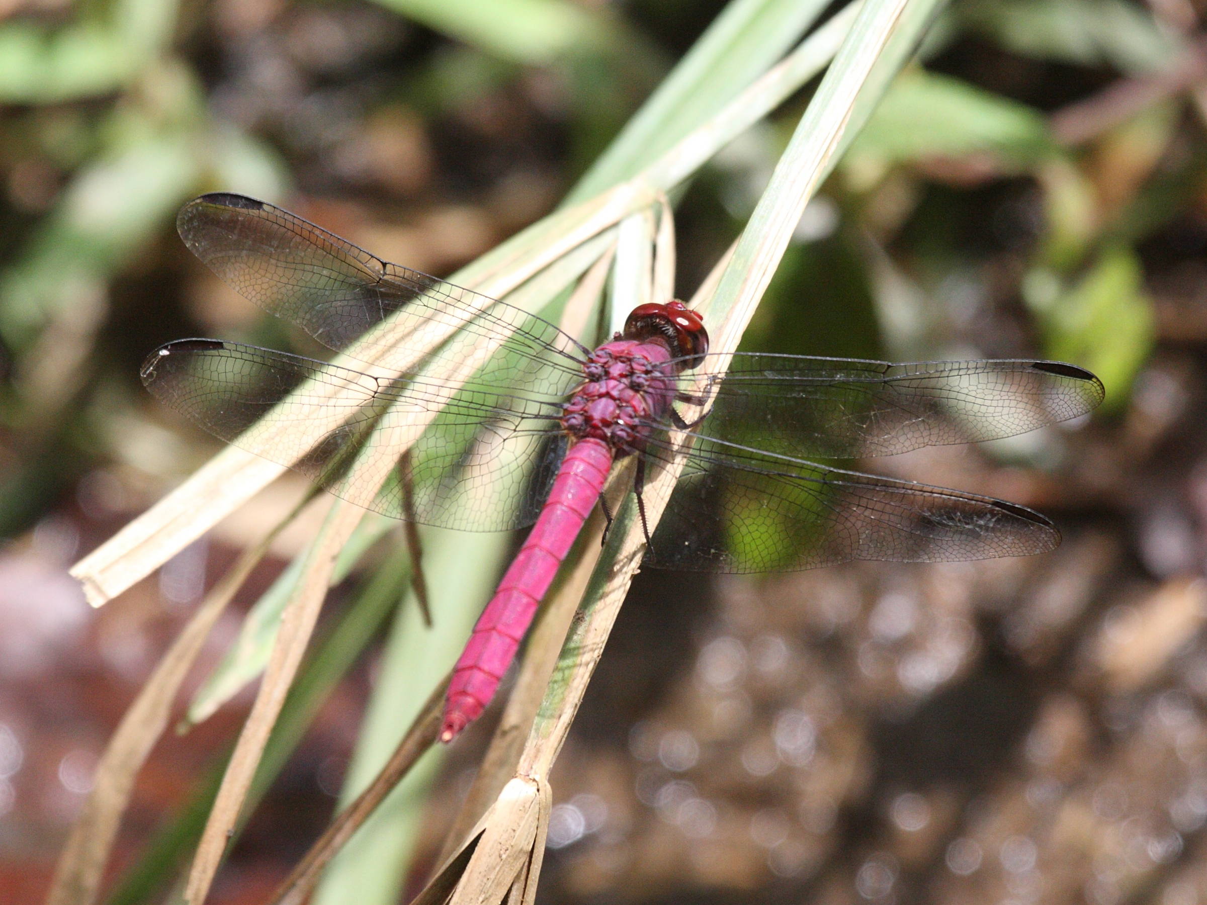 orthemis_macrostigma2bd