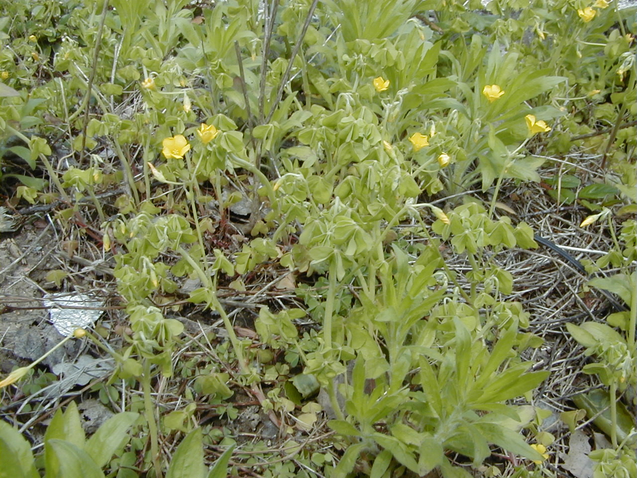 oxalis_corniculata1md