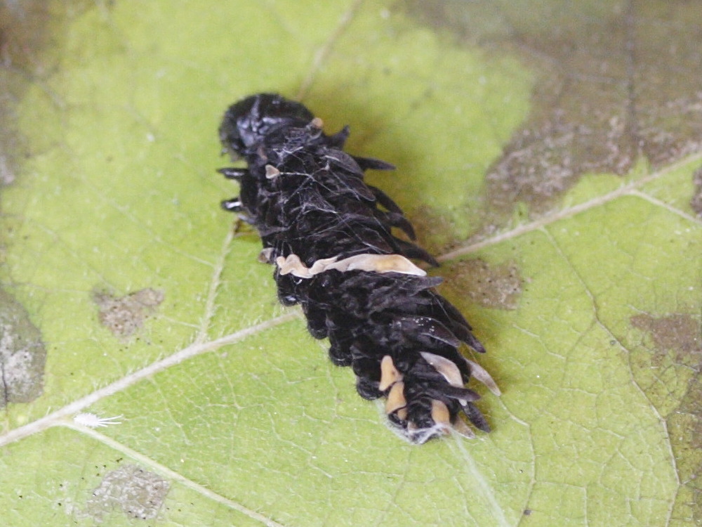 Afficher le média pachliopta_kotzebuea_ch1md pachliopta_kotzebuea_ch1md