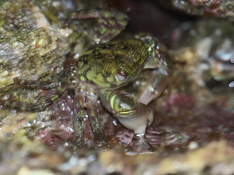 pachygrapsus_crassipes2bd
