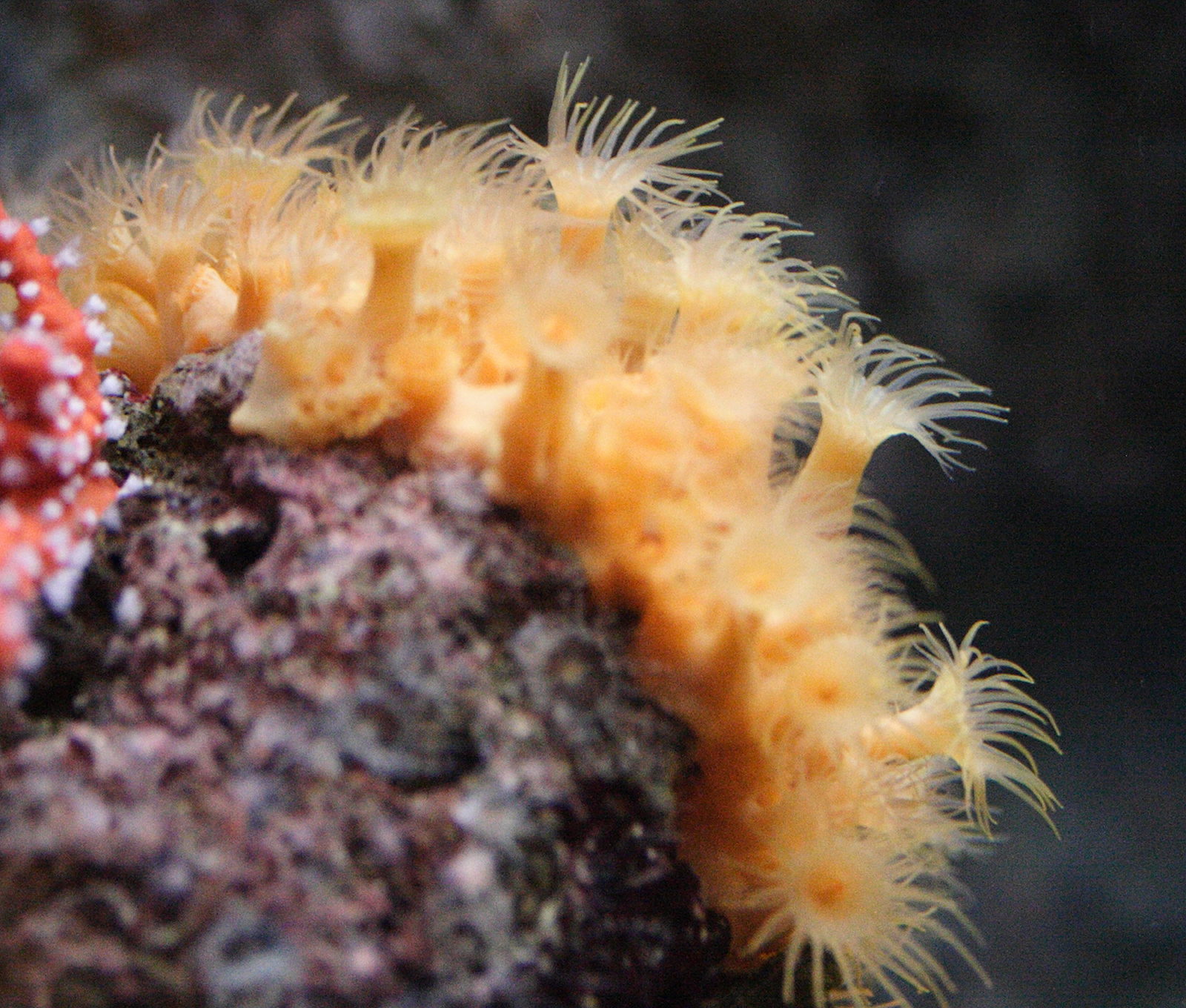 parazoanthus_axinellae1md