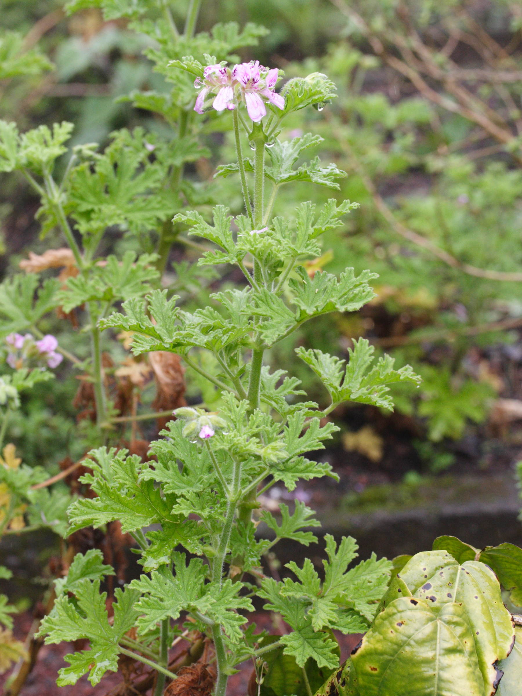 Afficher le média pelargonium_x_asperum1md pelargonium_x_asperum1md