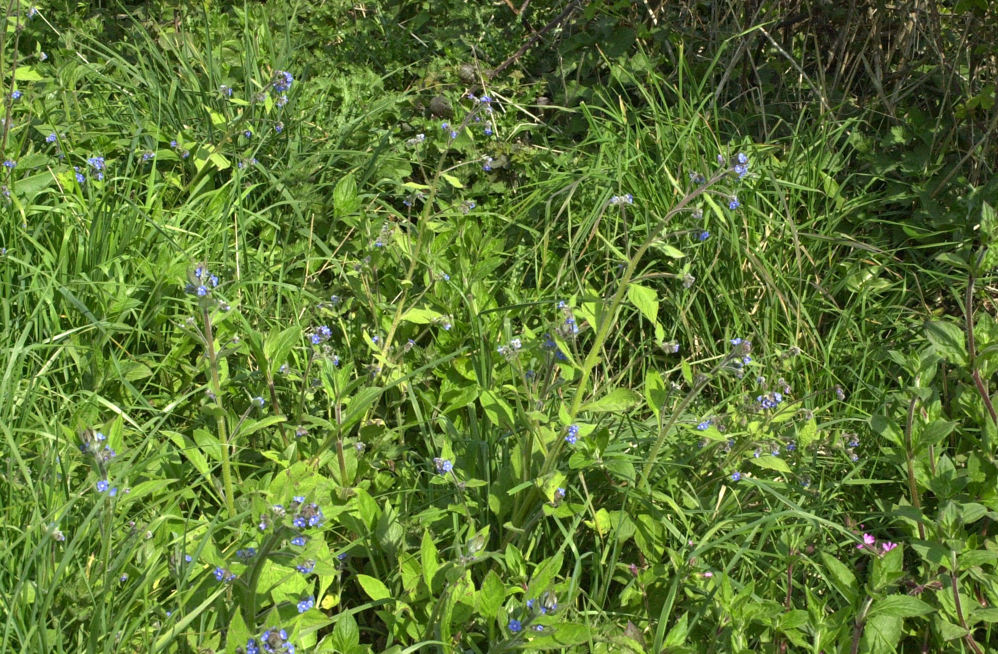 pentaglottis_sempervirens1md