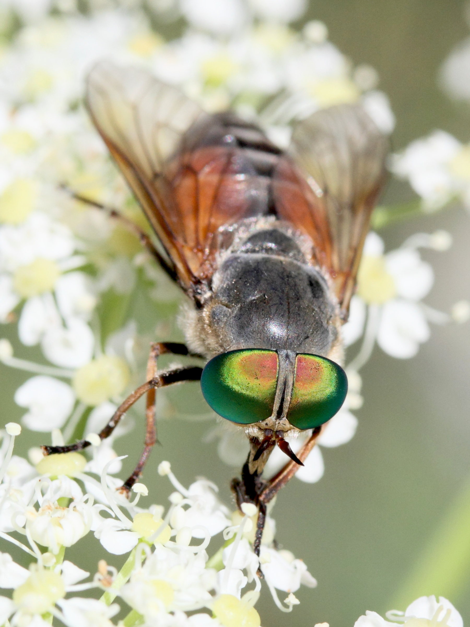 philipomyia_aprica4md