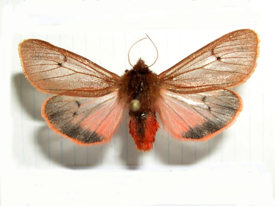 phragmatobia_fuliginosa3md