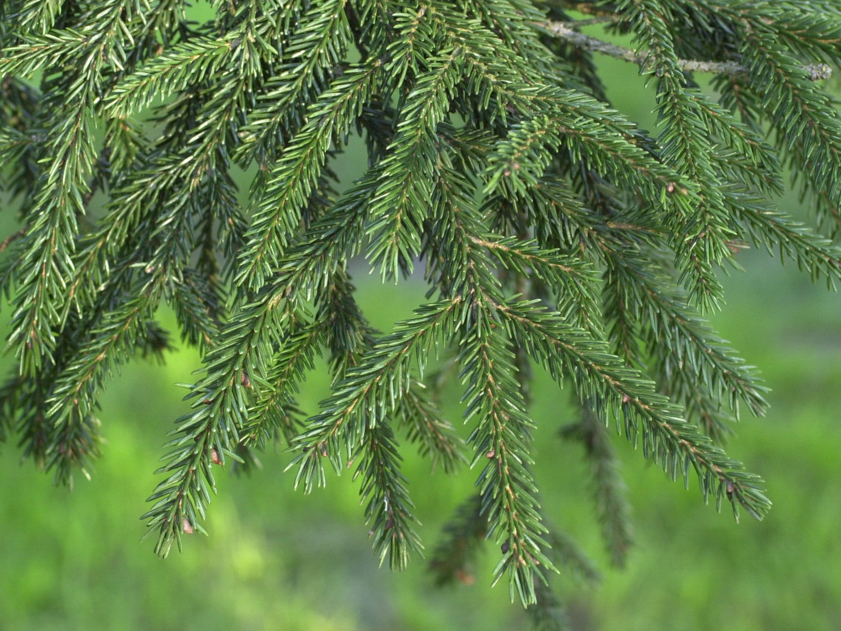 picea_orientalis1md