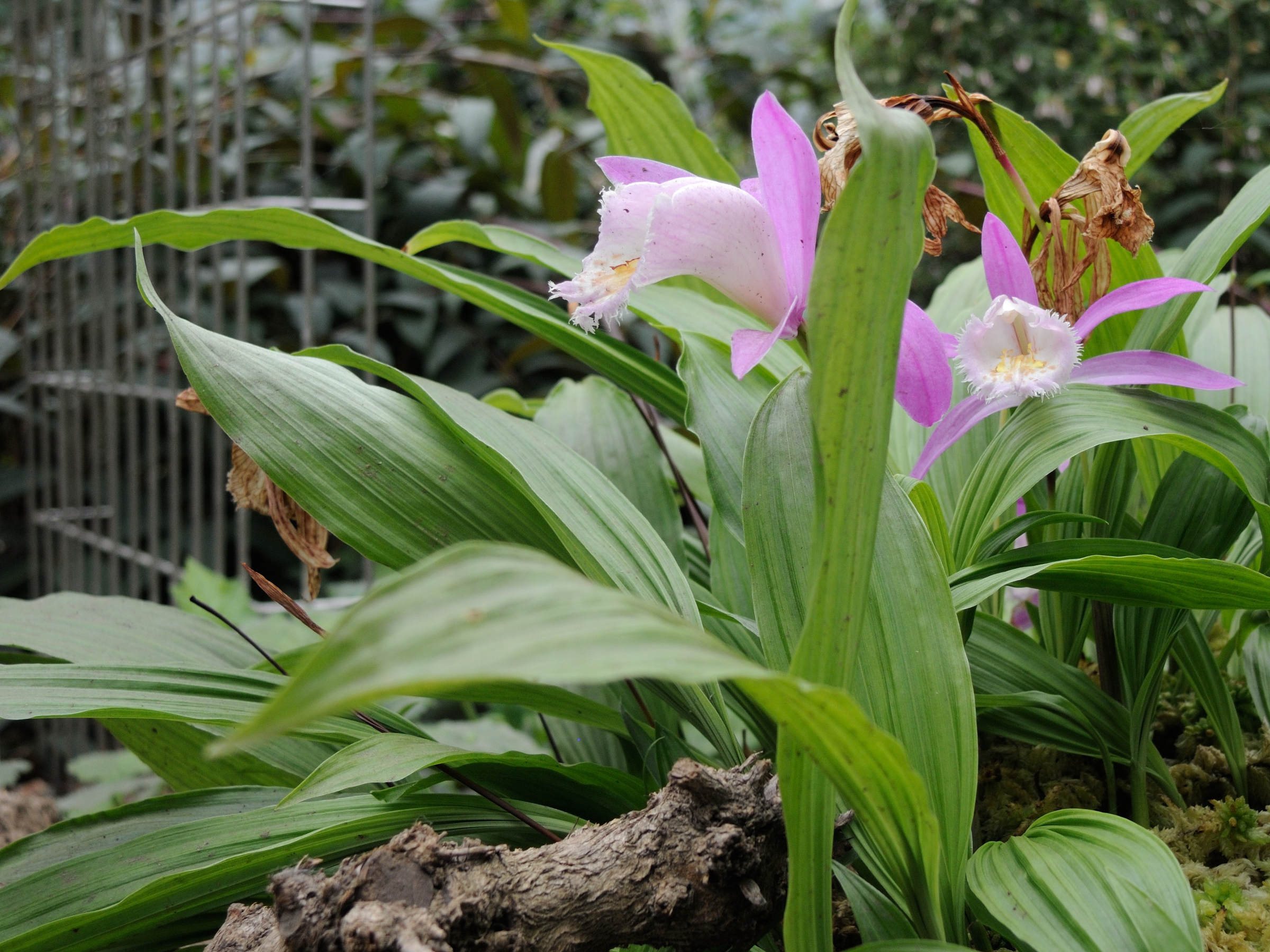 pleione_formosana4md