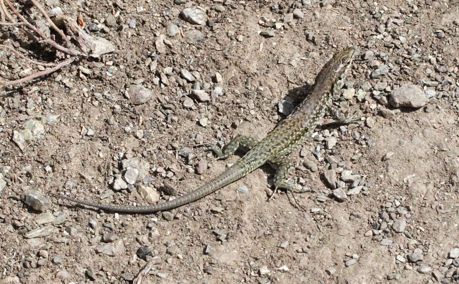 podarcis_tiliguerta1md