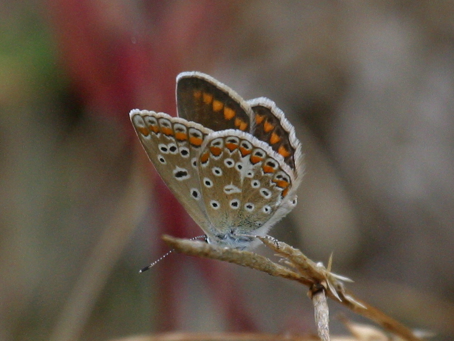 polyommatus_icarus6bd