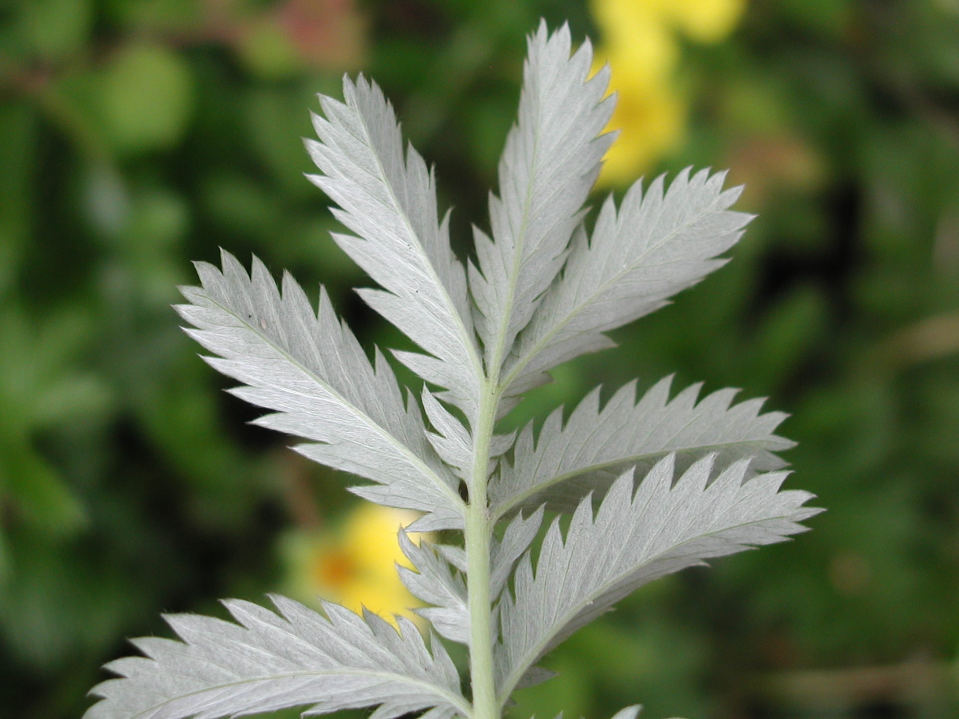 potentilla_anserina6md