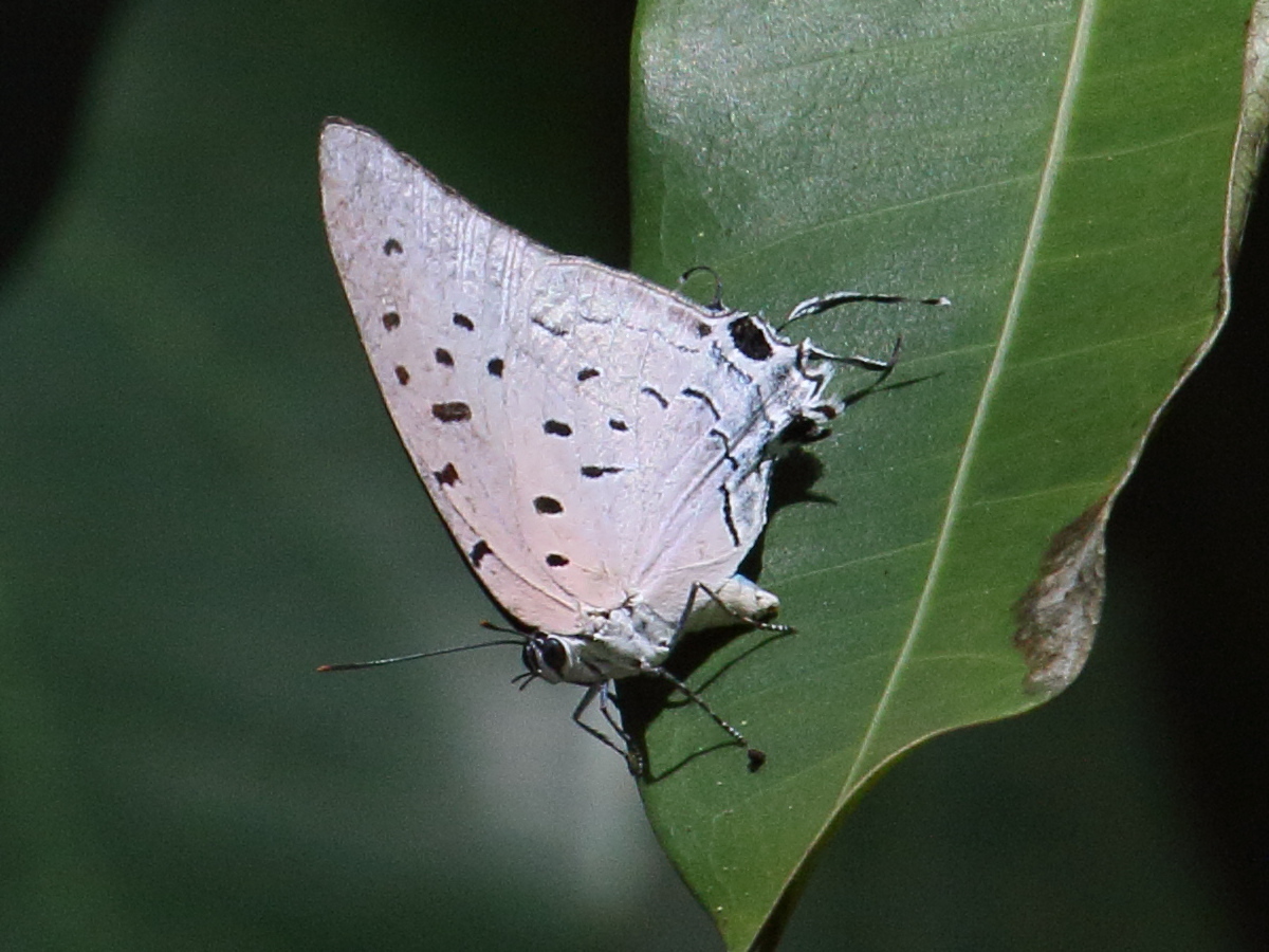 pseudolycaena_damo1bd