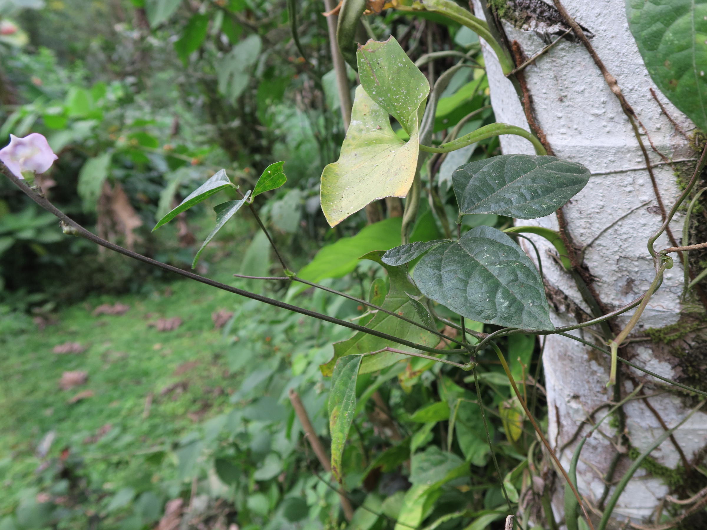 pueraria_phaseoloides2md