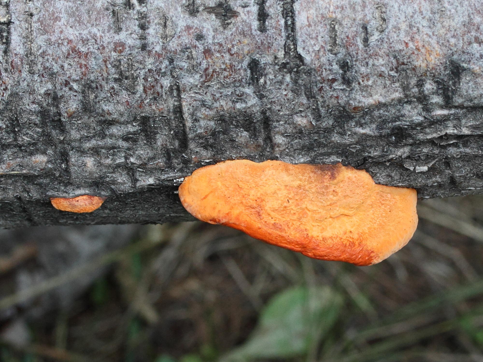 pycnoporus_cinnabarinus2md