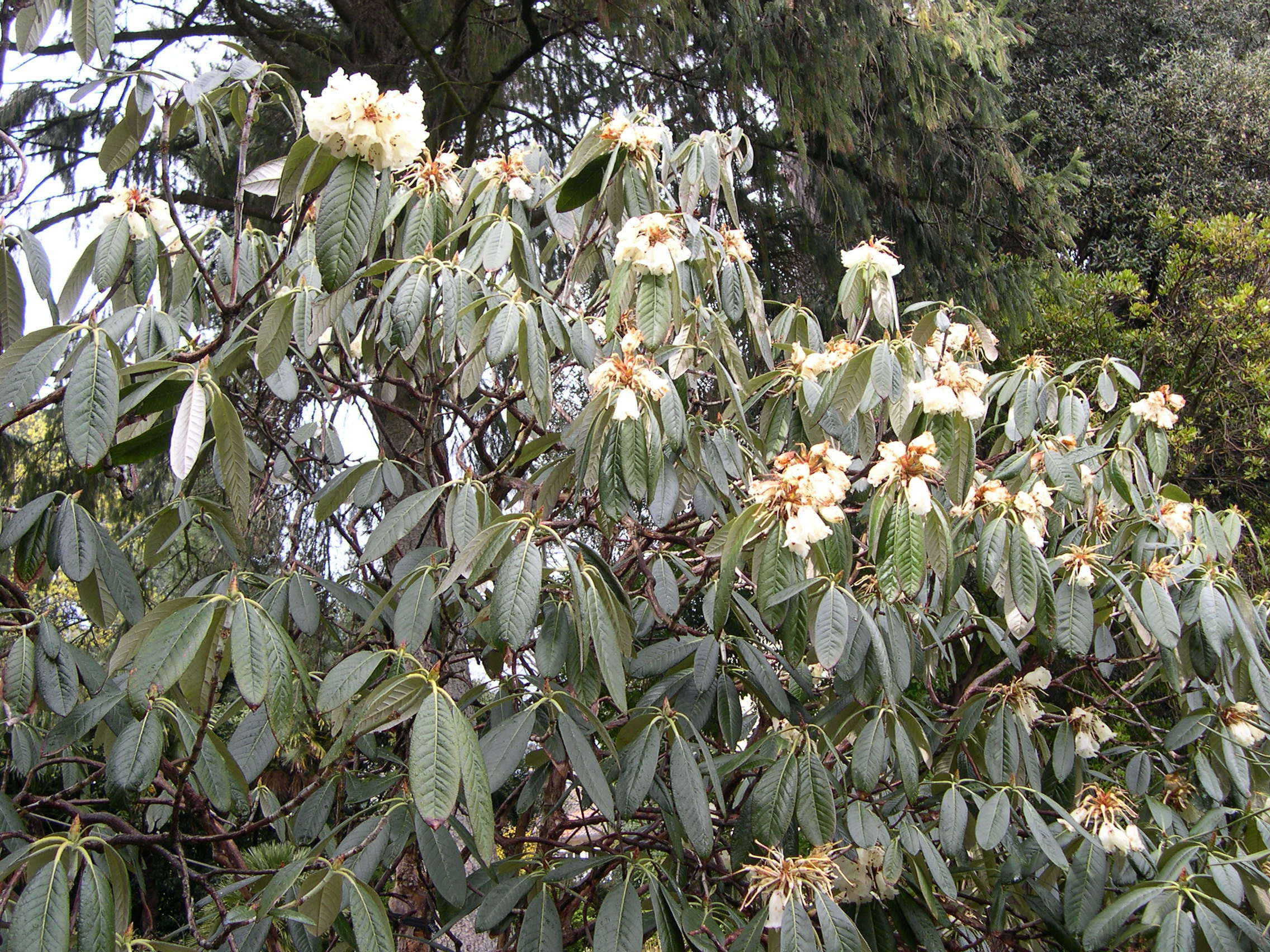 Afficher le média rhododendron_grande1md rhododendron_grande1md