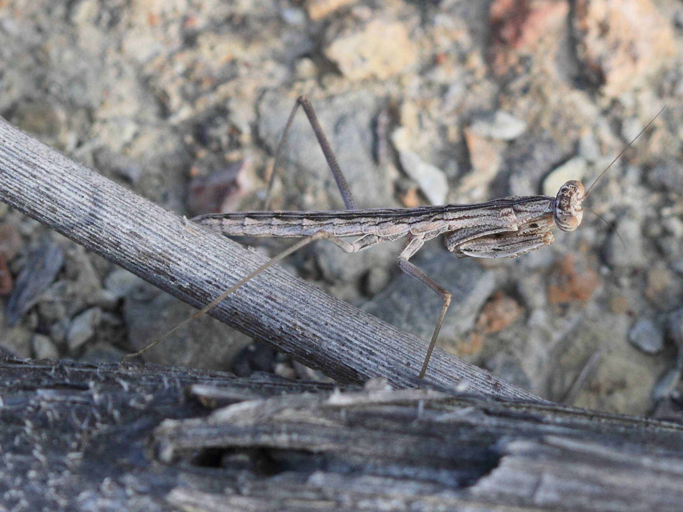 rivetina_balcanica3bd