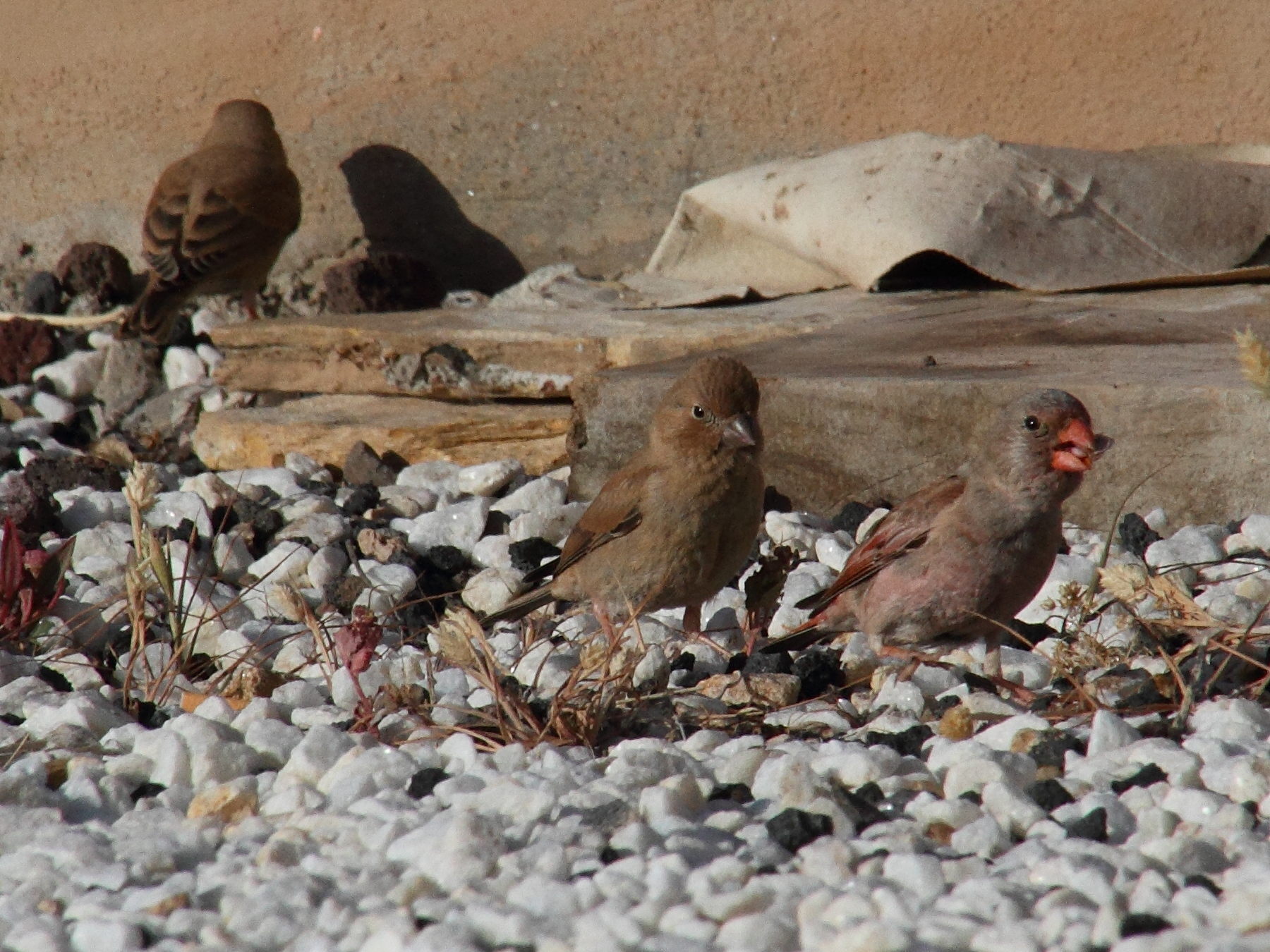 roselin_githagine_-_bucanetes_githagineus1md