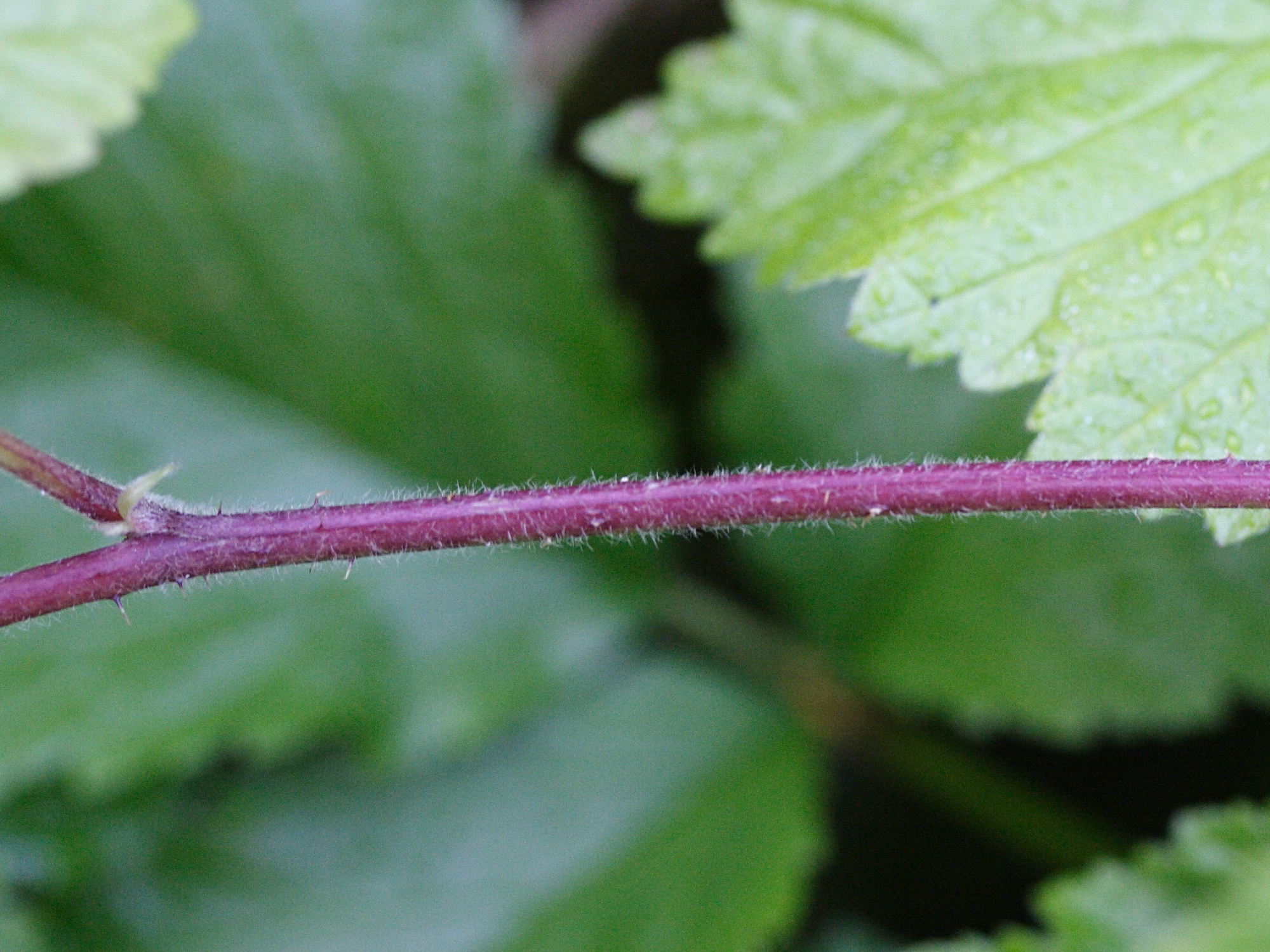 rubus_saxatilis3md