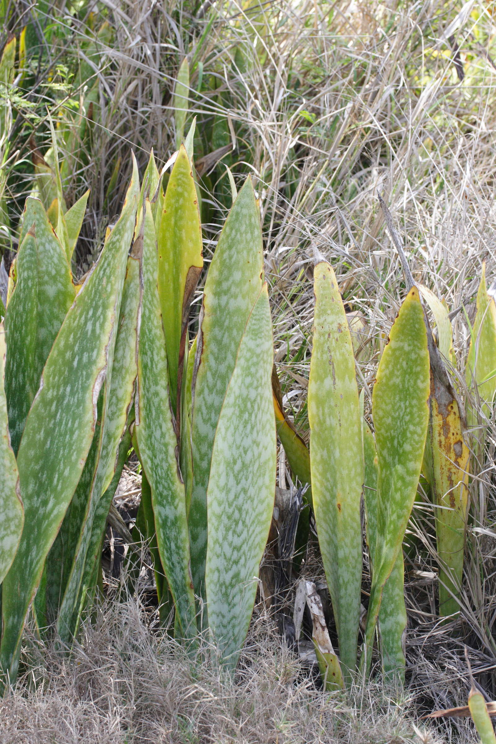 Afficher le média sansevieria_metallica2md sansevieria_metallica2md