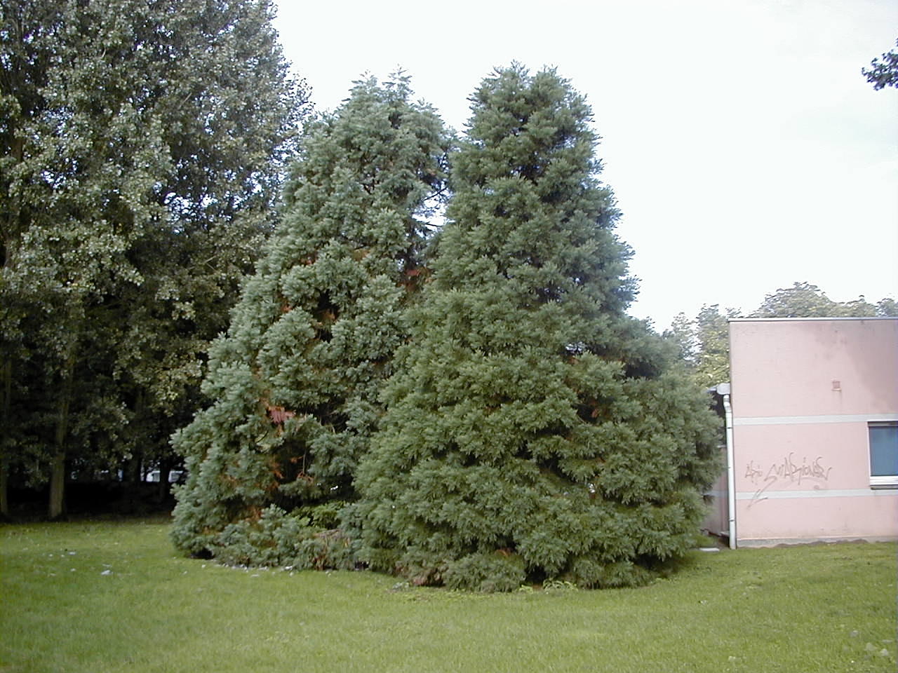 sequoiadendron_giganteum1md