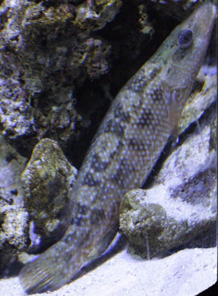 serranus_cabrilla1bd