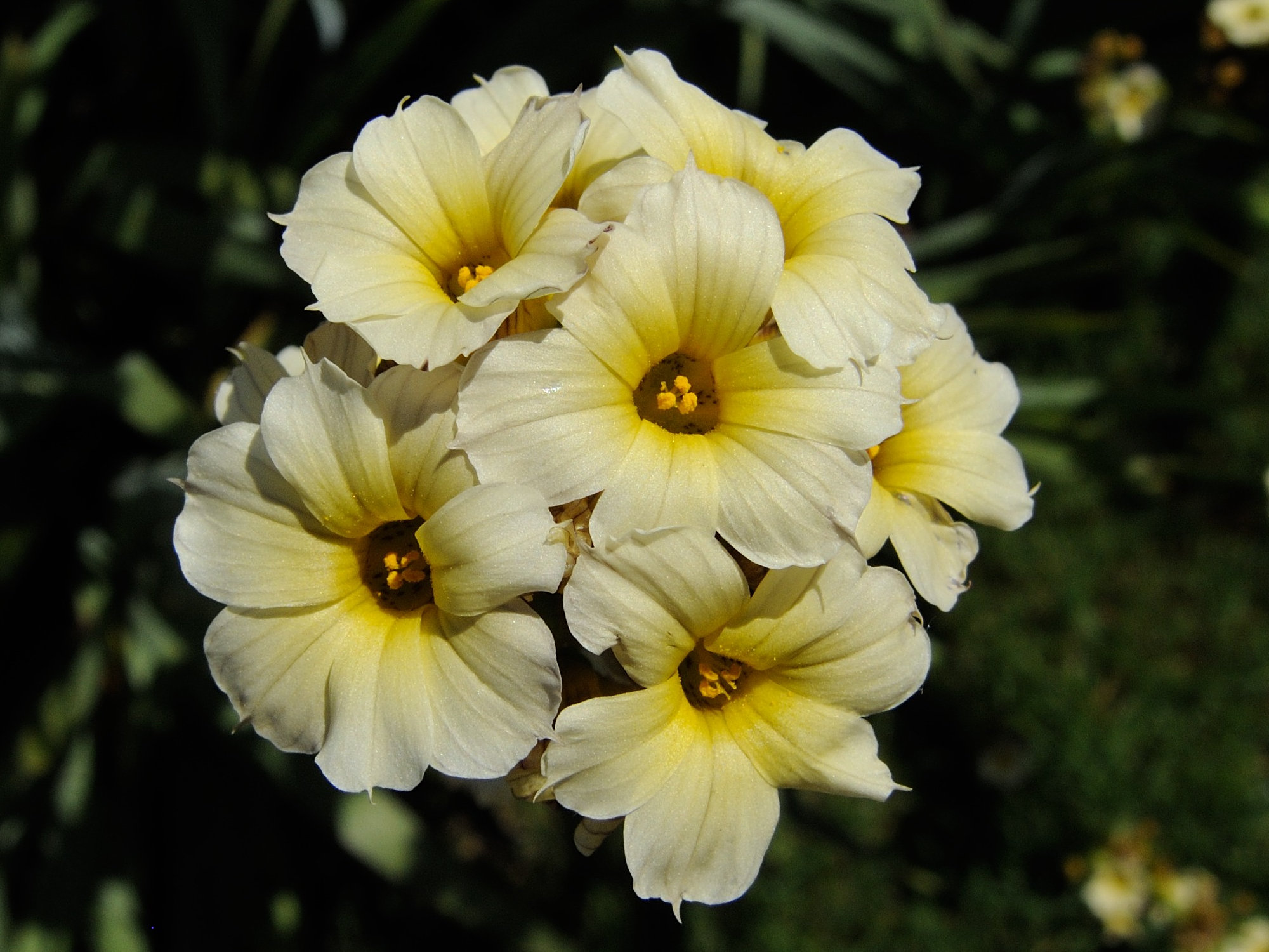 sisyrinchium_striatum3md