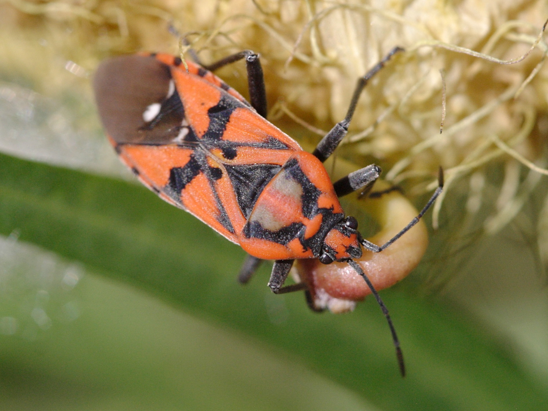 spilostethus_pandurus3bd