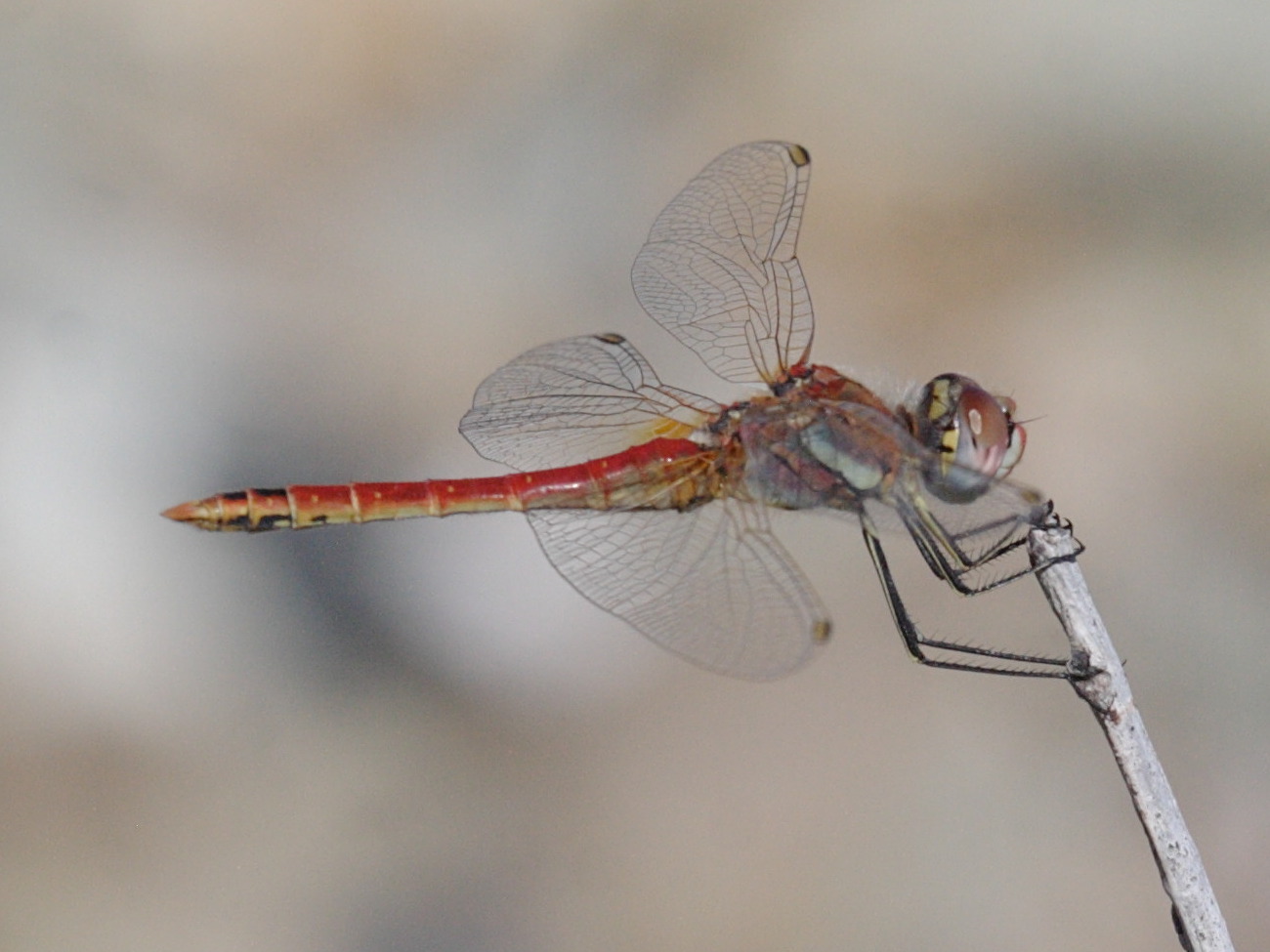 Afficher le média sympetrum_fonscolombii1bbd sympetrum_fonscolombii1bbd