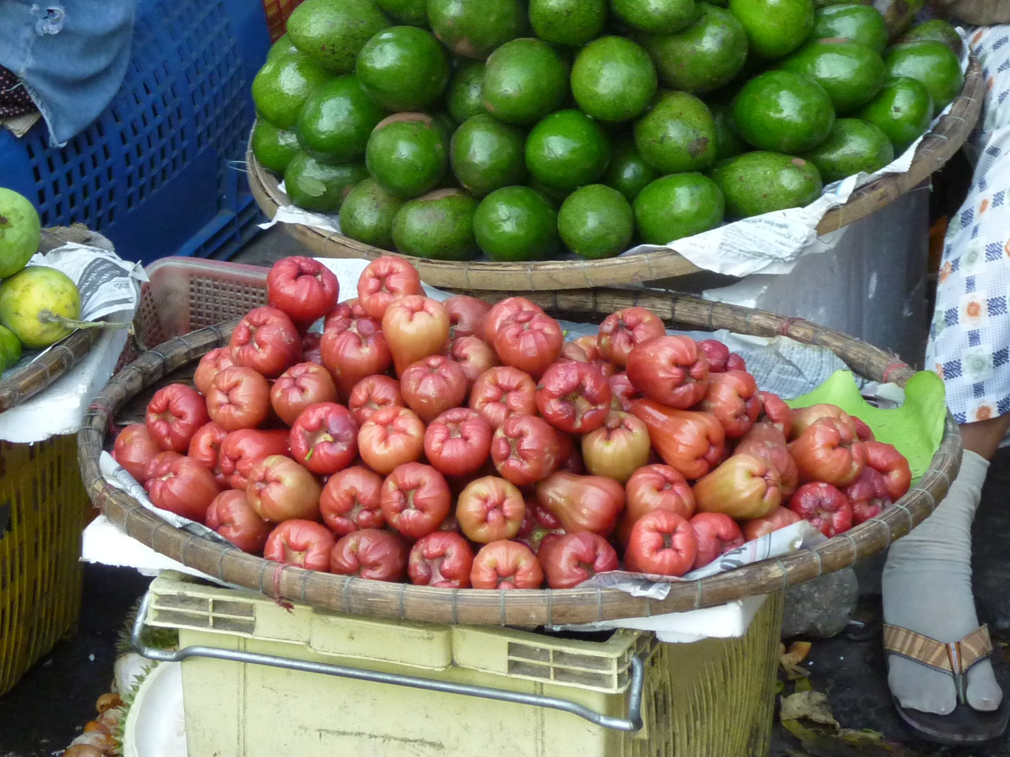 syzygium_samarangense1fc