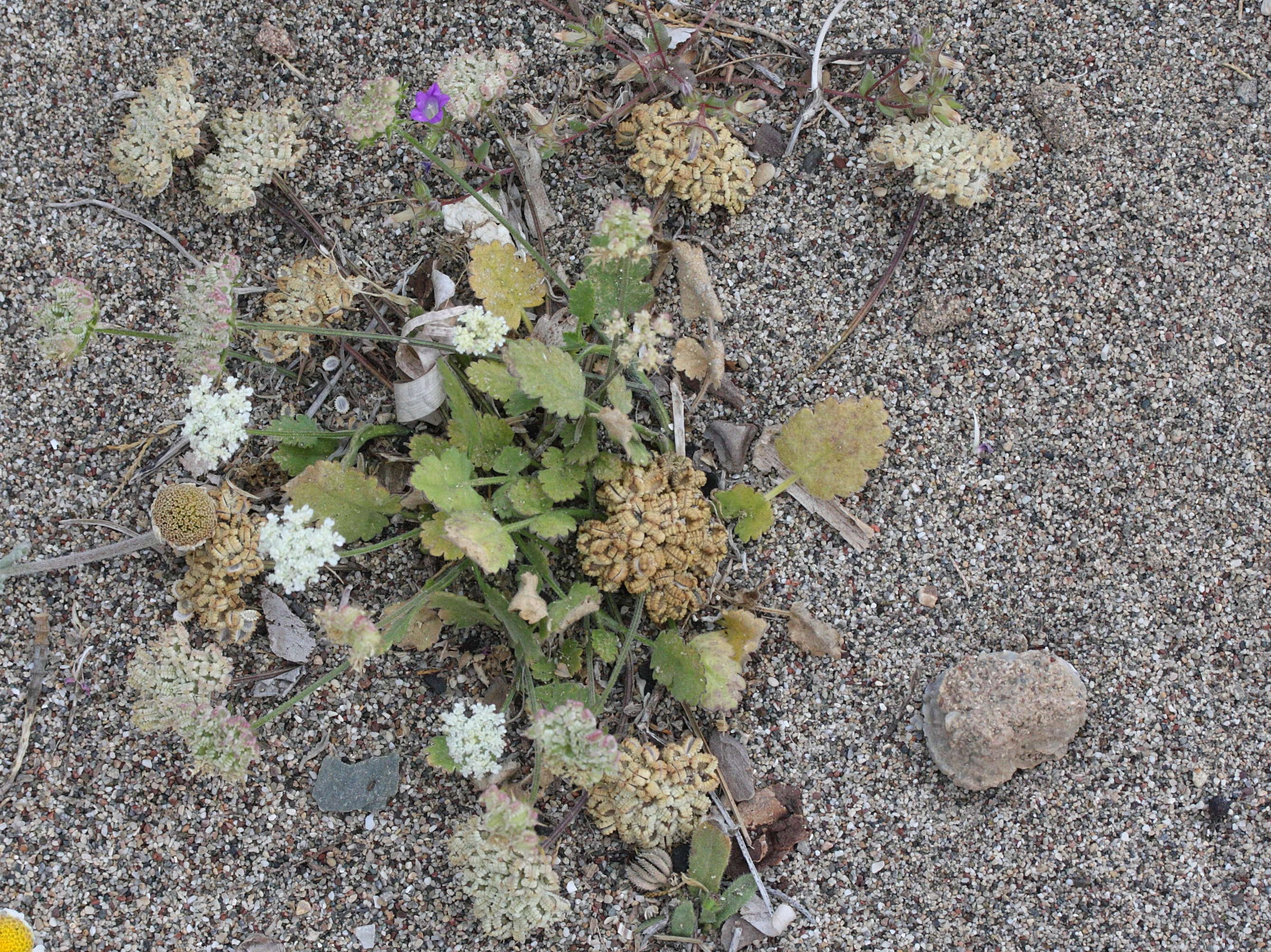 tordylium_aegaeum4md