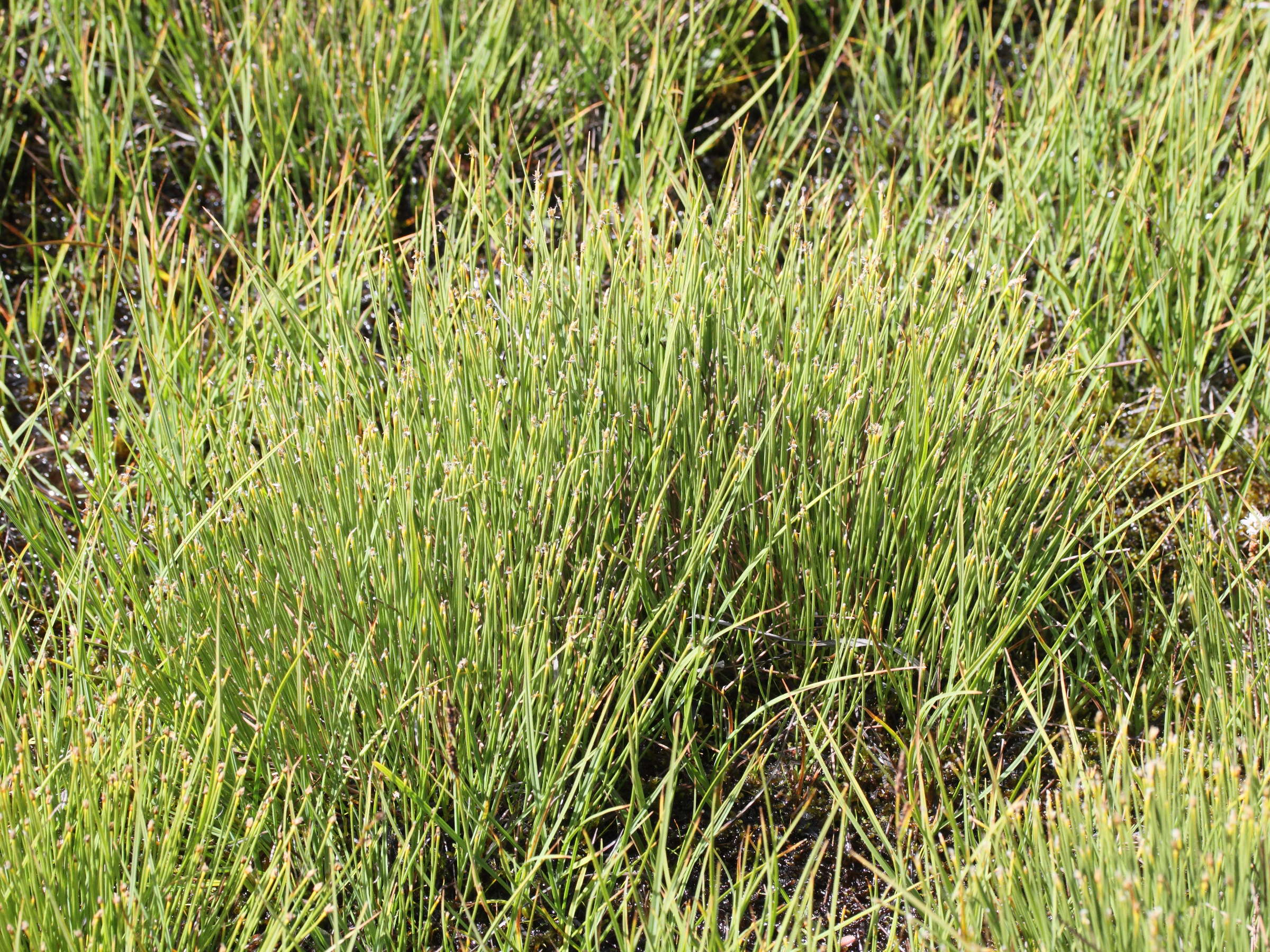 trichophorum_cespitosum1md