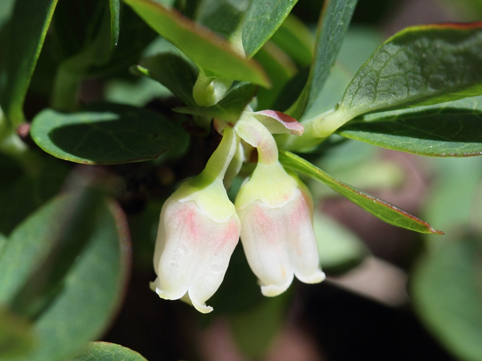 Afficher le média vaccinium_uliginosum5md vaccinium_uliginosum5md