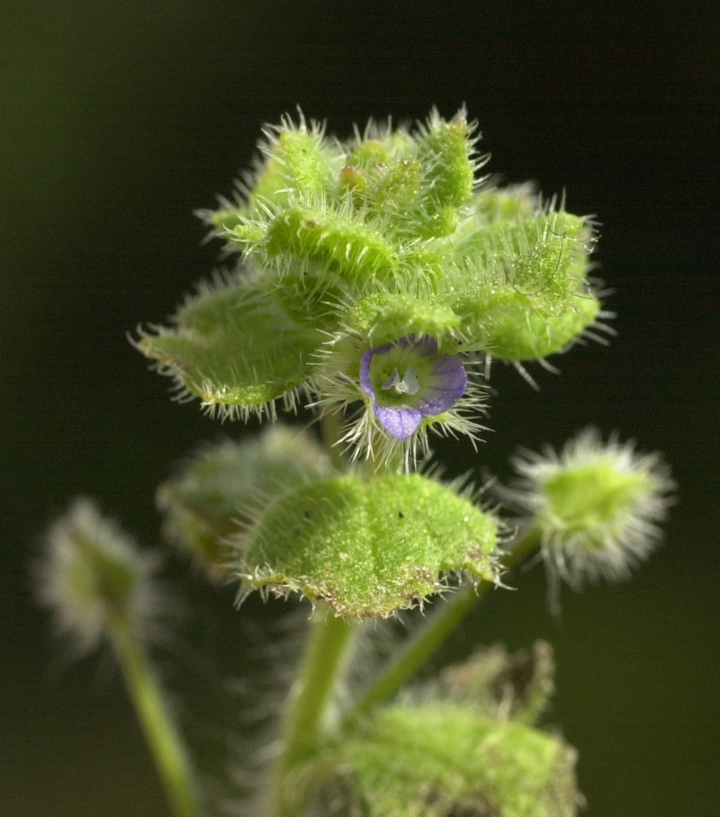 Afficher le média veronica_hederifolia2md veronica_hederifolia2md