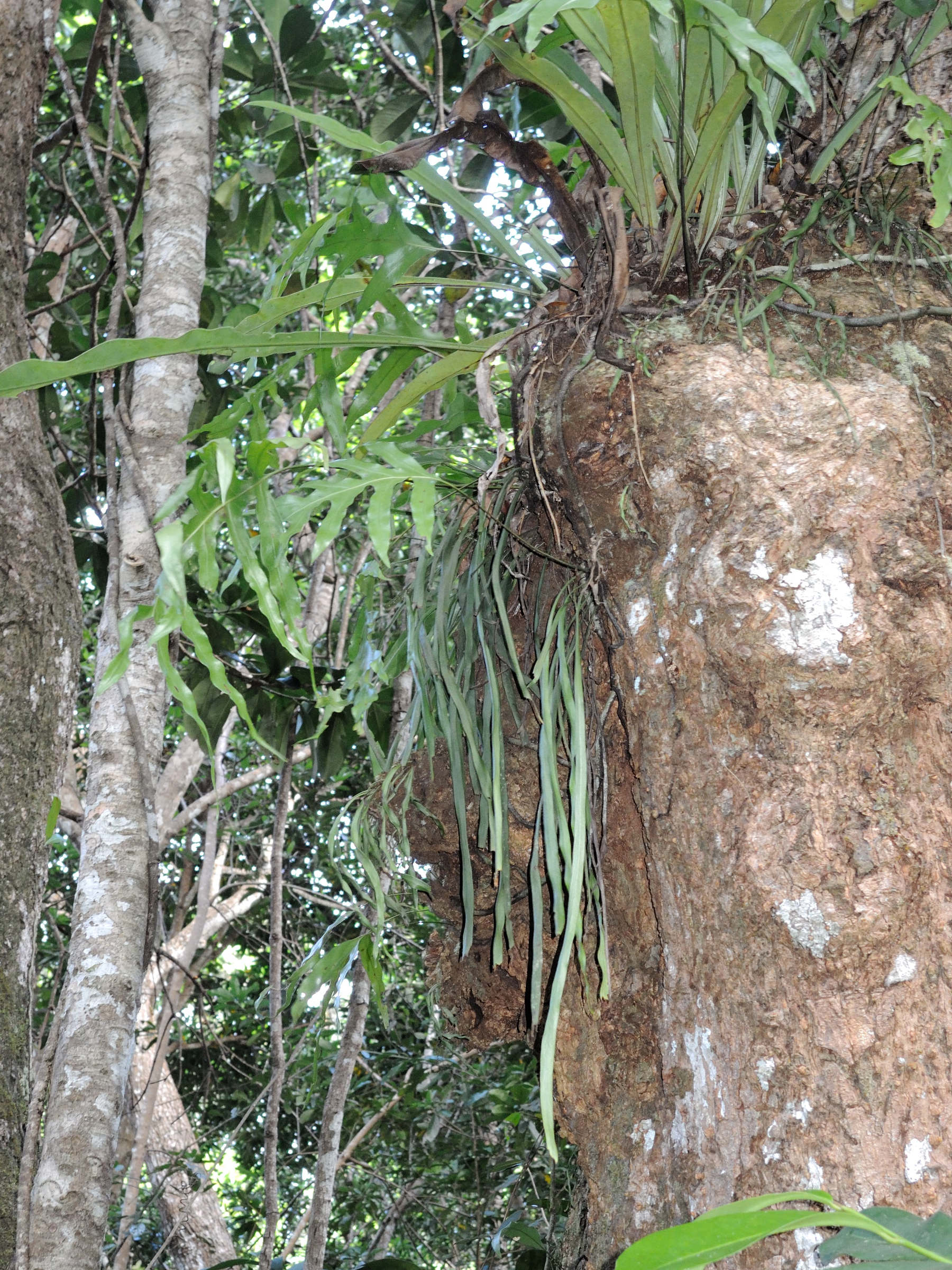 vittaria_zosterifolia1md