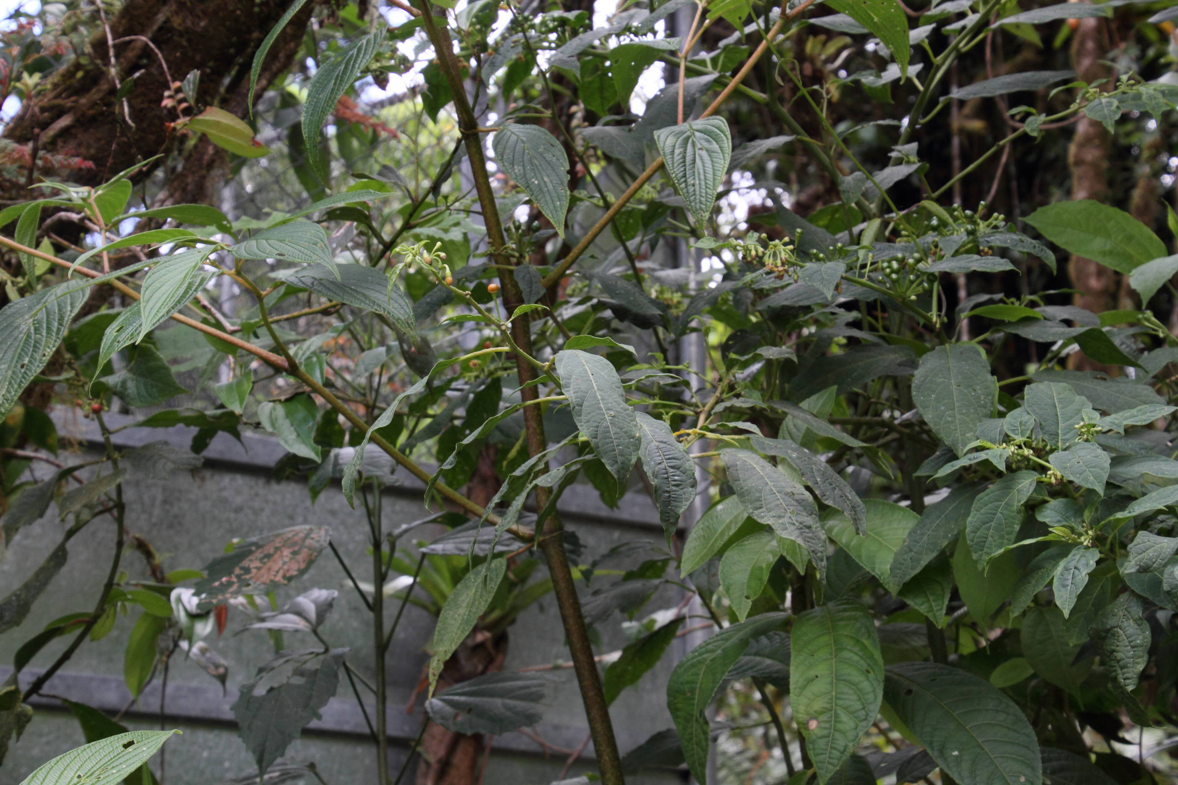 Witheringia_meiantha