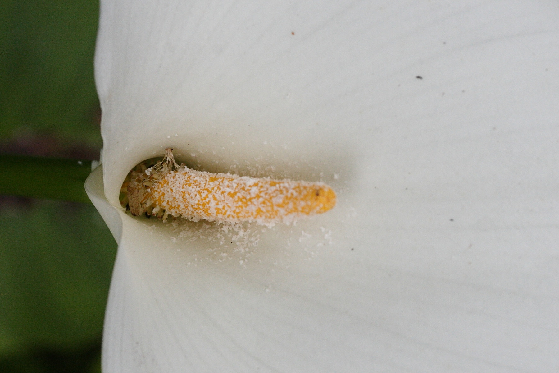 zantedeschia_aethiopica4md