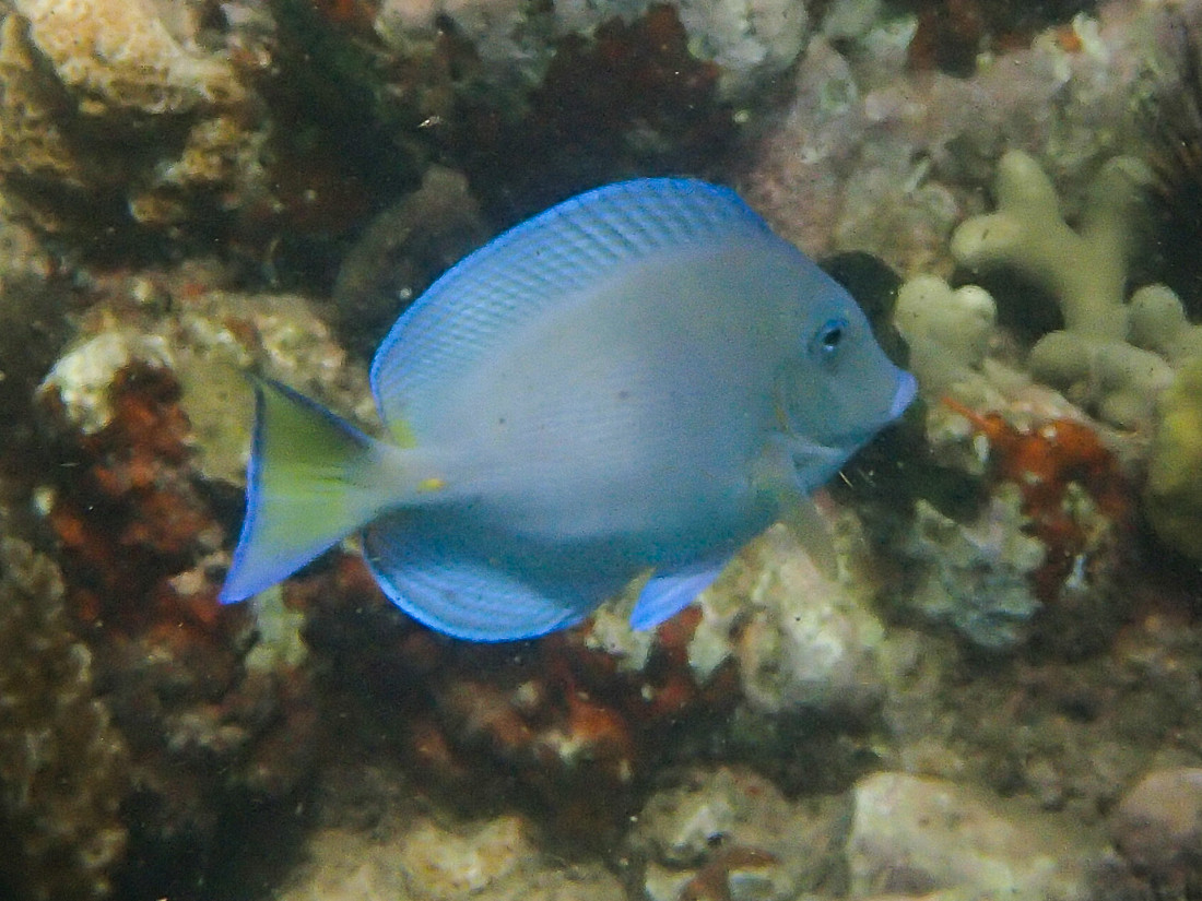 acanthurus_coeruleus4sd