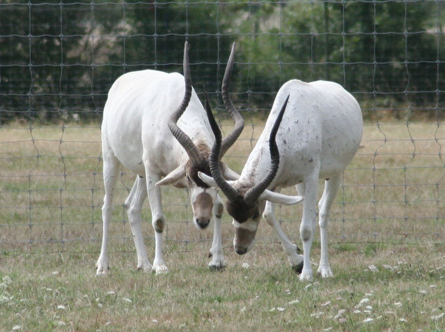 addax_nasomaculatus2md