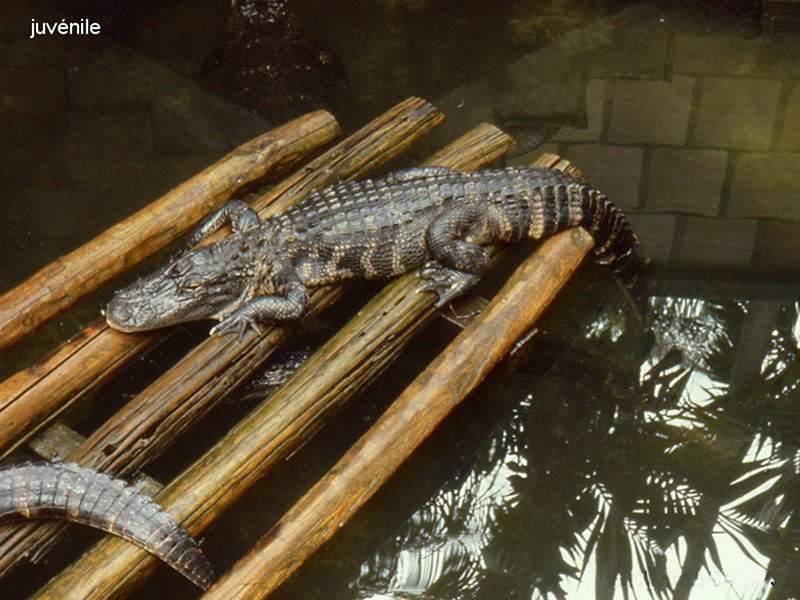 Afficher le média alligator_mississipiensis4md alligator_mississipiensis4md