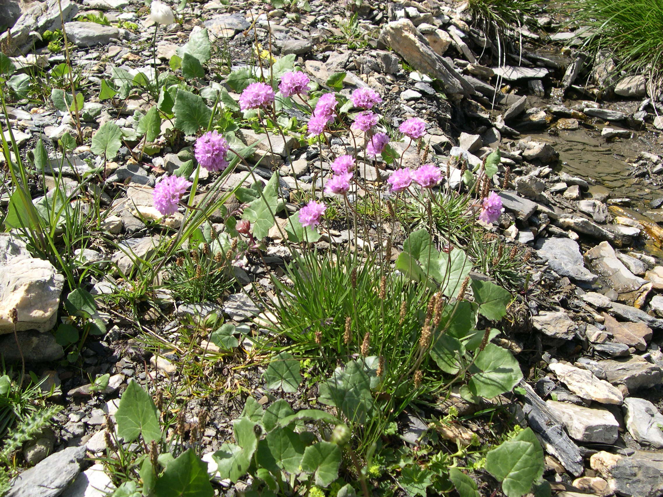 allium_senescens_montanum1md